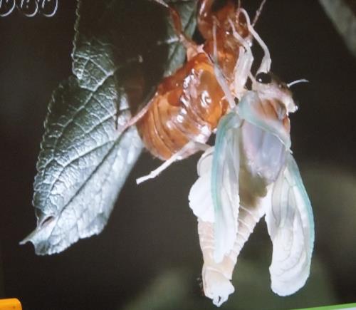 セミの羽化 セミの羽化