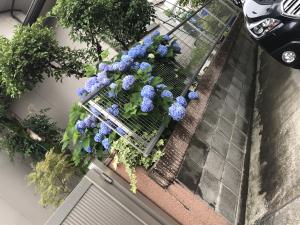 あじさい あじさい