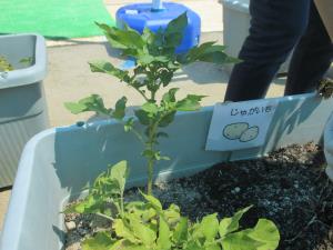 年中さんで植えたじゃが芋 年中さんで植えたじゃが芋