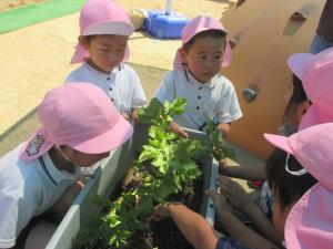 どんなじゃが芋が入ってるかな? どんなじゃが芋が入ってるかな?