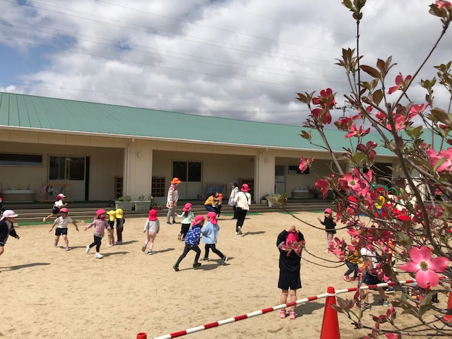 ハナミズキ ハナミズキ