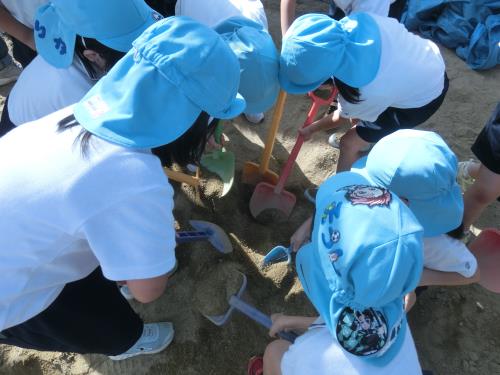 スコップで掘ると・・・ スコップで掘ると・・・