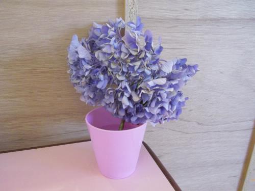 アジサイの花 アジサイの花