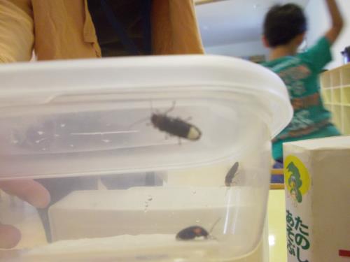 ホタルがたくさん! ホタルがたくさん!