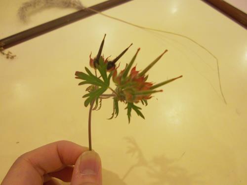 アメリカフウロ アメリカフウロ