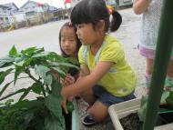 きゅうりとピーマン きゅうりとピーマン