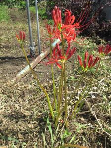 散歩道に彼岸花が! 散歩道に彼岸花が!