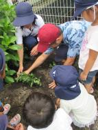 お土産に落花生の苗を頂き、さっそく植えました お土産に落花生の苗を頂き、さっそく植えました