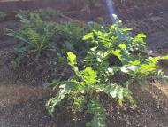 太陽の光をたっぷり浴びています 太陽の光をたっぷり浴びています