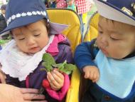 二十日大根収穫です。 二十日大根収穫です。