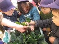 ほうれん草収穫!おひたしで食べました。 ほうれん草収穫!おひたしで食べました。