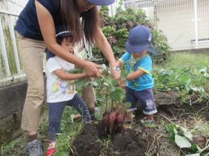 園のお芋も立派です 園のお芋も立派です