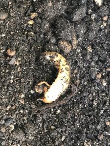 幼虫発見! 幼虫発見!