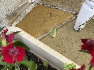 アマガエルも発見! アマガエルも発見!