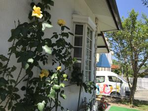 バラがきれいです バラがきれいです