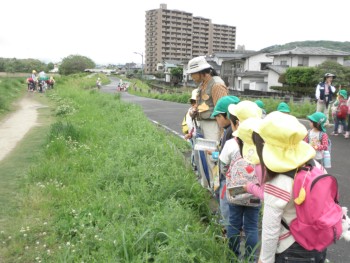 4グループに別れ、観察員の先生と坪井川の土手を歩きます。
