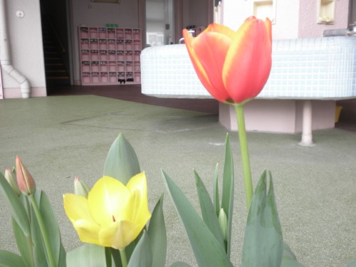 ちゅうりっぷ ちゅうりっぷ