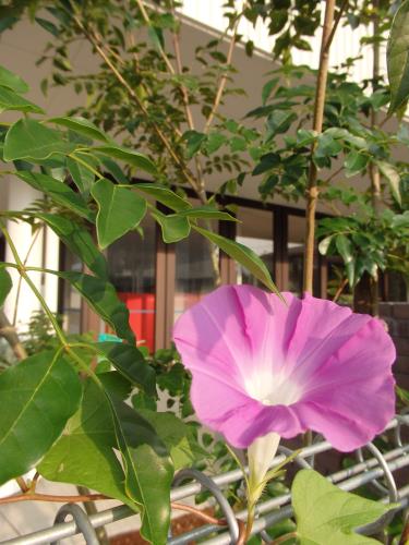 目を楽しませてくれるあさがお。 目を楽しませてくれるあさがお。