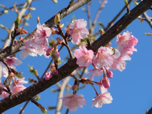 開花した河津桜