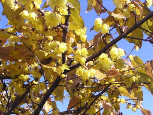 花と葉が一緒になってにぎやかな『蝋梅』の木 花と葉が一緒になってにぎやかな『蝋梅』の木