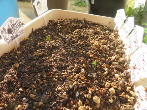 春を待っています。 春を待っています。