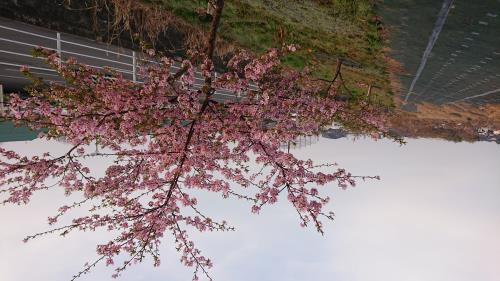 満開になった河津桜 満開になった河津桜