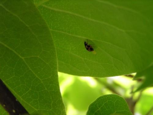 卵を産んでいるのかな? 卵を産んでいるのかな?