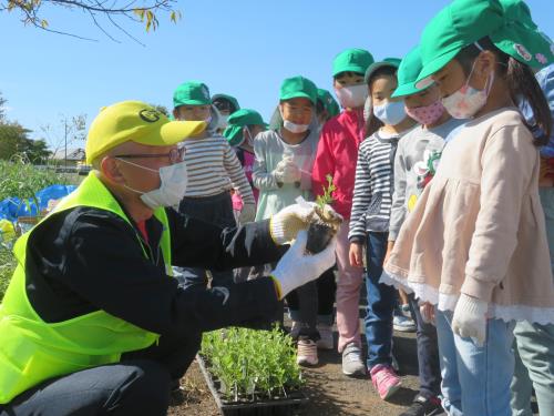 小菊を植えます。 小菊を植えます。
