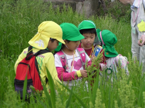 新緑の中、たくさんの不思議、発見が・・・ 新緑の中、たくさんの不思議、発見が・・・