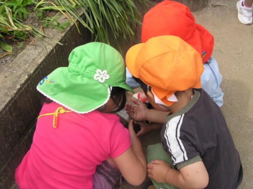 ダンゴムシ発見! ダンゴムシ発見!