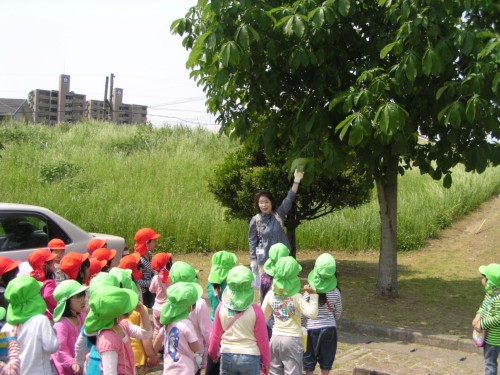 この木の葉っぱはどんな形でしょう。【視覚】 この木の葉っぱはどんな形でしょう。【視覚】