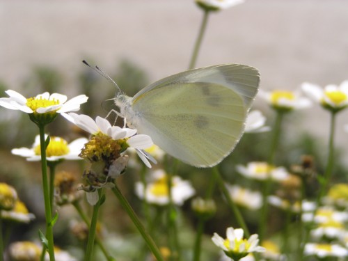 「外の空気は気持ちがいいいなー」羽化したモンシロチョウ 「外の空気は気持ちがいいいなー」羽化したモンシロチョウ