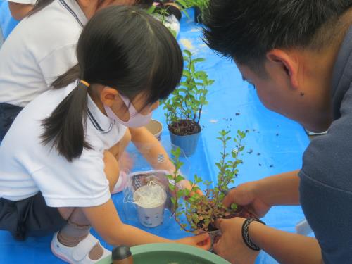 丁寧に植えます。