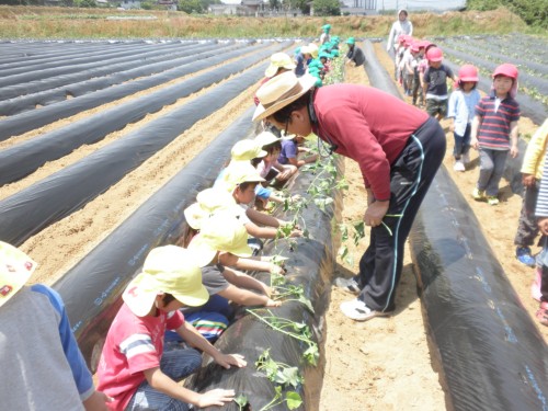 土に植えつけたら、こぶしでぎゅっと押さえましょう。 土に植えつけたら、こぶしでぎゅっと押さえましょう。