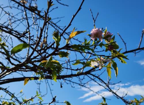 河津櫻開花 河津櫻開花