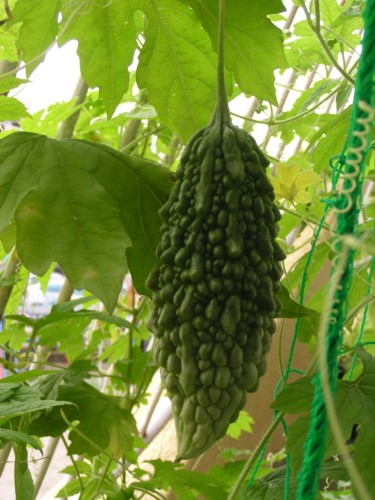 発見!ゴーヤ 発見!ゴーヤ