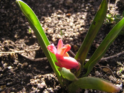 よーく観ると花壇の隅にも小さな春が・・・ よーく観ると花壇の隅にも小さな春が・・・