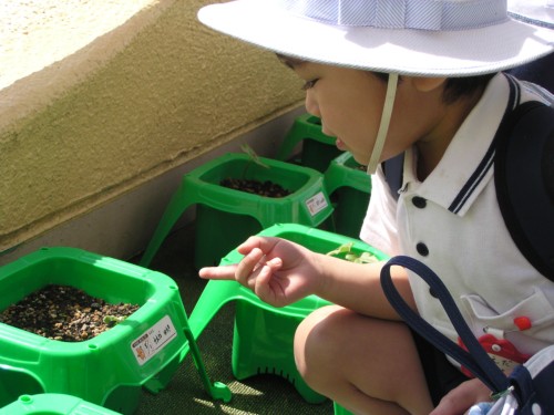 やっと芽が出てきたよ! やっと芽が出てきたよ!