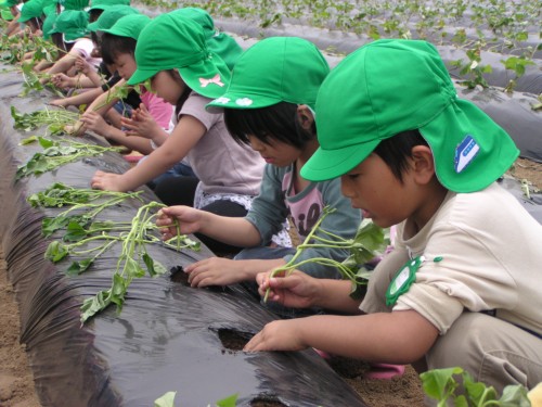 上下を間違えないように植えました。 上下を間違えないように植えました。