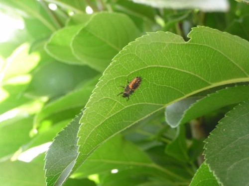 ナミテントウ?の幼虫 ナミテントウ?の幼虫