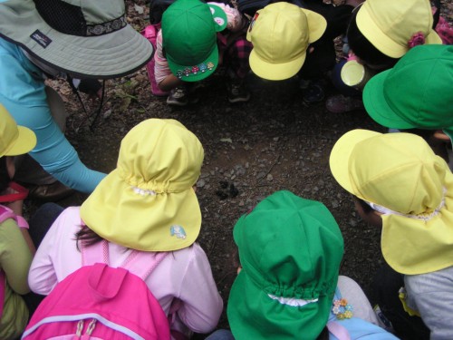 「これはなんでしょう?」「動物のウンチですよ。」胡桃がそのまま残っていましたね。 「これはなんでしょう?」「動物のウンチですよ。」胡桃がそのまま残っていましたね。