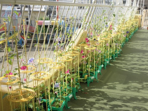 たくさん咲きました たくさん咲きました