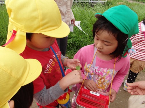 テントウムシかな? テントウムシかな?