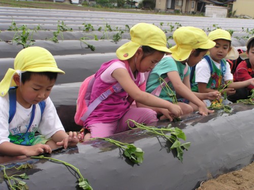 植えてみよう・・・ 植えてみよう・・・