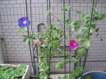 あさがお あさがお