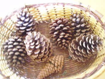 松ぼっくり 松ぼっくり