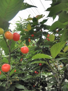 赤く熟れた さくらんぼ 赤く熟れた さくらんぼ