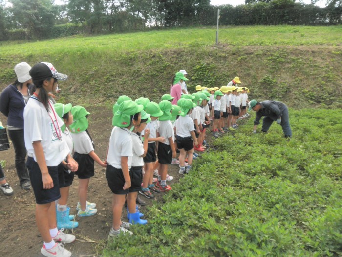 落花生は地面の下 落花生は地面の下
