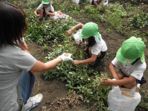 一株に実がいっぱい! 一株に実がいっぱい!