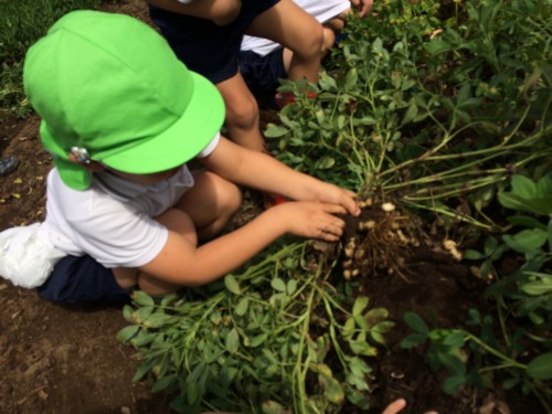 落花生の抜き方 落花生の抜き方